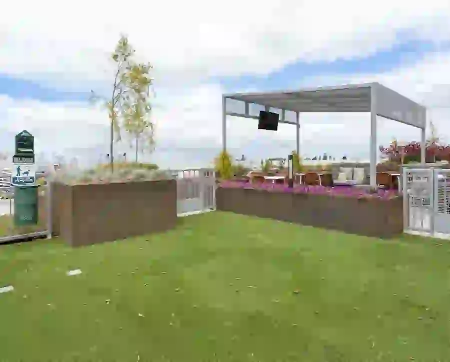 Rooftop Dog Park near UC Berkeley